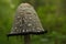 Fruiting bodies of the fungus, aspergillus. Bialowieza Forest, primary forest