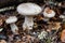 Fruiting bodies of mushrooms