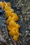 Fruiting Bodies of an Orange Jelly Fungus