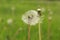 Fruiting dandelion with white achenes