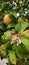 Fruiting and flowering lemon tree