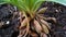 Fruiting grass on round ground