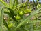 A fruiting kangaroo apple bush after a fire