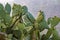 Fruiting nopal (prickly pear) cactus near Trapani, Sicily