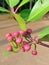 fruiting ornamental plants