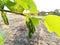 Fruiting Pakistan Mulberry (Morus serrata ). Mulberry fruit, organic fruit on branch. white mulberry. . Morus alba.