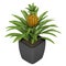 Fruiting pineapple plant