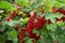 Fruiting plant of redcurrant with ripe red berries, Jonkheer van Tets cultivar in garden