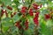 Fruiting plant of redcurrant with ripe red berries, Jonkheer van Tets cultivar in garden