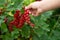 Fruiting plant of redcurrant with ripe red berries, Jonkheer van Tets cultivar in garden. Hand picking harvest