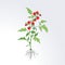 Fruiting plant tomato