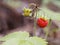 Fruiting plant wild strawberry, or woodland strawberry