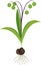 Fruiting Siberian squill or Scilla siberica plant with green leaves, fruits and bulb