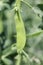 fruiting snow pea plant in the garden