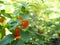 Fruiting Solanum pseudocapsicum Winter cherry
