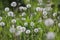 Fruiting white fluffy dandelion plants Taraxum officinale from sunflower family Asteraceae or Compositae on a greenish-brown