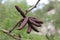 Fruits of acacia pods are brown on a tree