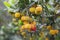 Fruits of arbutus unedo. colorful background