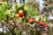 Fruits of arbutus unedo, or strawberry tree. Lavagna. Liguria. Italy