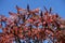 Fruits and autumnal foliage of vinegar tree against blue sky