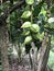 Fruits of Barringtonia asiatica or Putat or Fish poison tree.