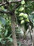 Fruits of Barringtonia asiatica or Putat or Fish poison tree.