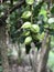 Fruits of Barringtonia asiatica or Putat or Fish poison tree.