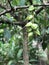 Fruits of Barringtonia asiatica or Putat or Fish poison tree.