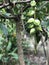 Fruits of Barringtonia asiatica or Putat or Fish poison tree.