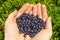 Fruits of bilberries in the palms