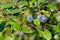 The fruits of blackthorn. prunus spinosa berries commonly known as blackthorn or sloe