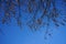 Fruits on the branches of Amelanchier lamarckii in January. Berlin, Germany