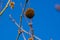 Fruits on the branches of a plane tree or platanus in the park, early spring on a warm sunny day, bright beautiful background