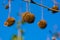 Fruits on the branches of a plane tree or platanus in the park, early spring on a warm sunny day, bright beautiful background