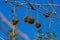 Fruits on the branches of a plane tree or platanus in the park, early spring on a warm sunny day, bright beautiful background