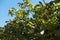 Fruits on branches of quince against blue sky