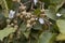 Fruits of a Broad-leaved croton tree Croton macrostachyus