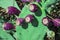 Fruits of cactus prickly pear. Violet fruit with needles.