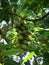 Fruits of champak tree