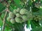Fruits of champak tree
