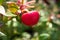 Fruits of Chilean Pernettya or Pernettya mucronata or Gaultheria mucronata or prickly heath