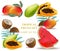 Fruits coconut, avocado, papaya, kiwi, pomegranate, fresh cocoa, guava Collection set Vector