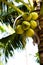 The fruits of coconut grow on a palm tree.