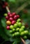 Fruits of the coffe tree. Coffee plantations in Quindio - Buenavista