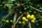Fruits of the coffe tree. Coffee plantations in Quindio - Buenavista