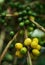 Fruits of the coffe tree. Coffee plantations in Quindio - Buenavista