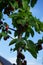 The fruits of the columnar cherry Prunus avium \\\'Sylvia\\\' ripen in June. Berlin, Germany