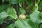 The fruits of the columnar pear, Pyrus communis \\\'Condo\\\', ripen in July. Berlin, Germany