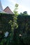 The fruits of the columnar pear, Pyrus communis \\\'Obelisk\\\', ripened in September. Berlin, Germany