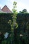 The fruits of the columnar pear, Pyrus communis \\\'Obelisk\\\', ripened in September. Berlin, Germany
